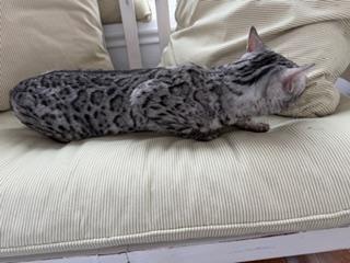 Enlarge Silver Male, an adopted Bengal in Cincinnati, OH image 5/6