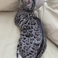 Enlarge Silver Male, an adopted Bengal in Cincinnati, OH image 6/6