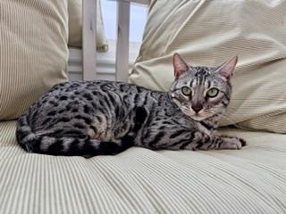 Enlarge Silver Male, an adopted Bengal in Cincinnati, OH image 1/6