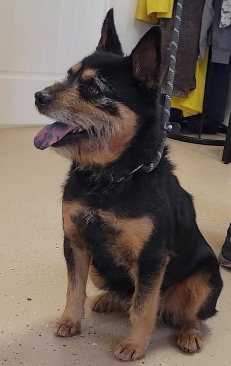 Enlarge Shirley, an adopted Terrier in Mount Sterling, KY image 3/6