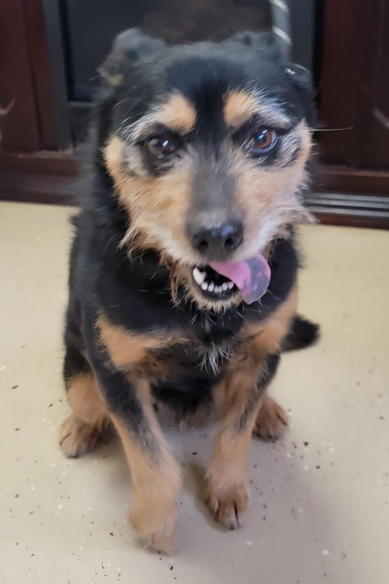 Enlarge Shirley, an adopted Terrier in Mount Sterling, KY image 1/6