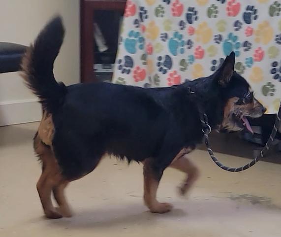 Enlarge Shirley, an adopted Terrier in Mount Sterling, KY image 5/6