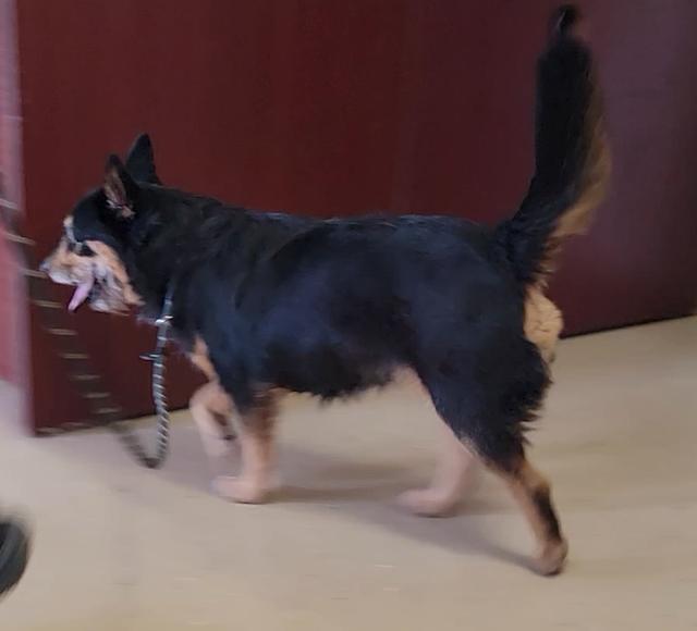 Enlarge Shirley, an adopted Terrier in Mount Sterling, KY image 4/6