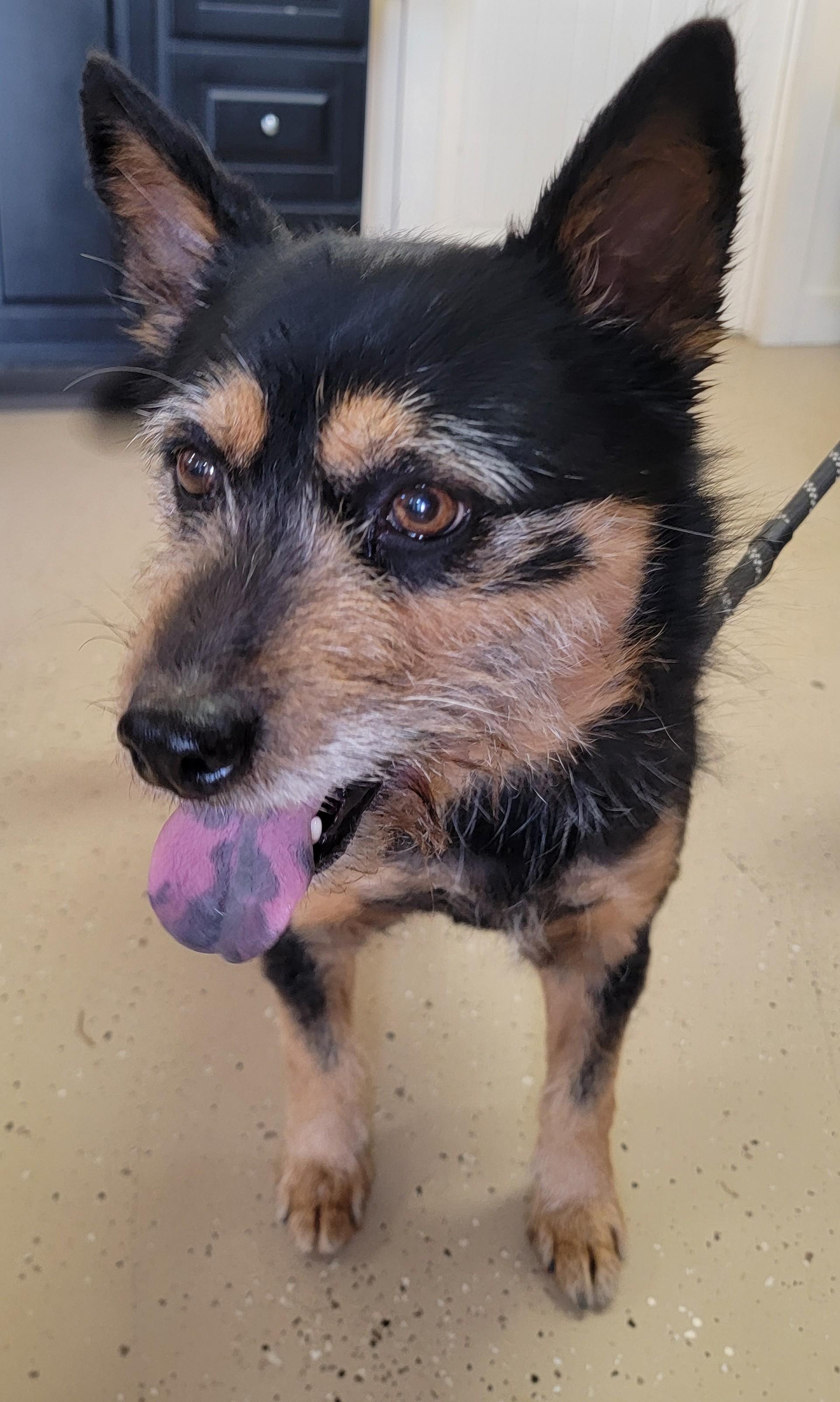 Enlarge Shirley, an adopted Terrier in Mount Sterling, KY image 2/6