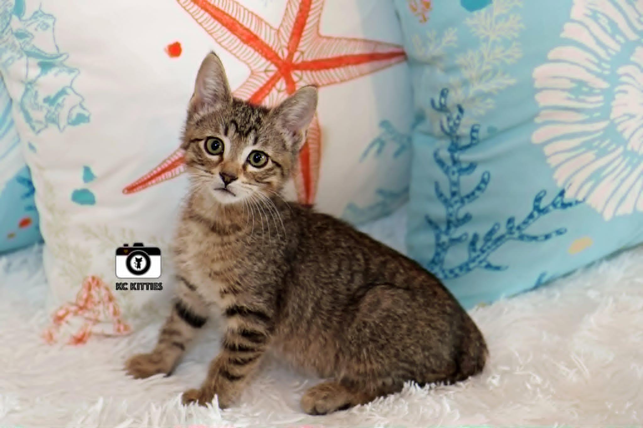 Enlarge Titan, a ADOPTABLE Domestic Short Hair in Overland Park, KS image 6/6