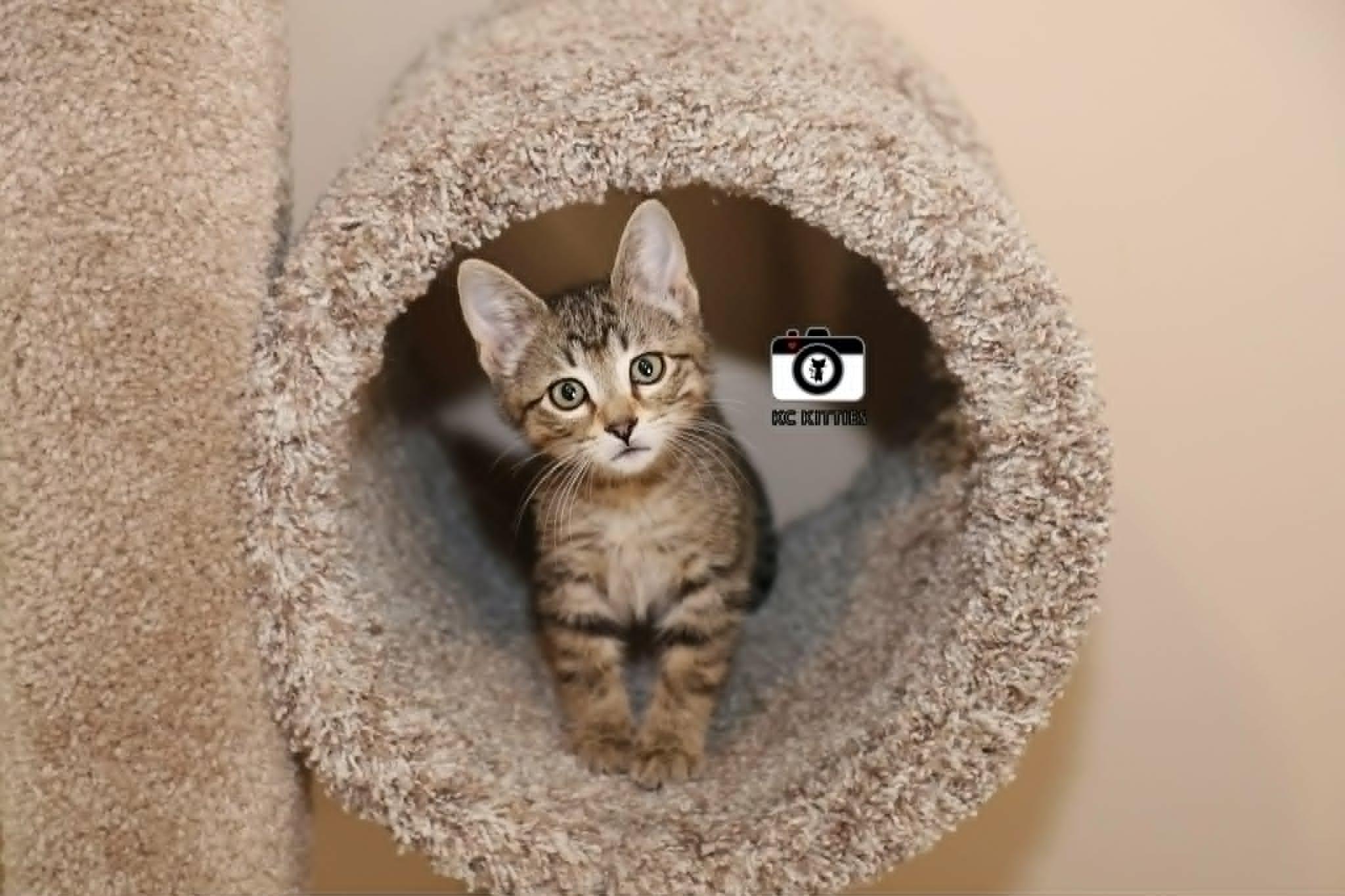 Enlarge Titan, a ADOPTABLE Domestic Short Hair in Overland Park, KS image 3/6