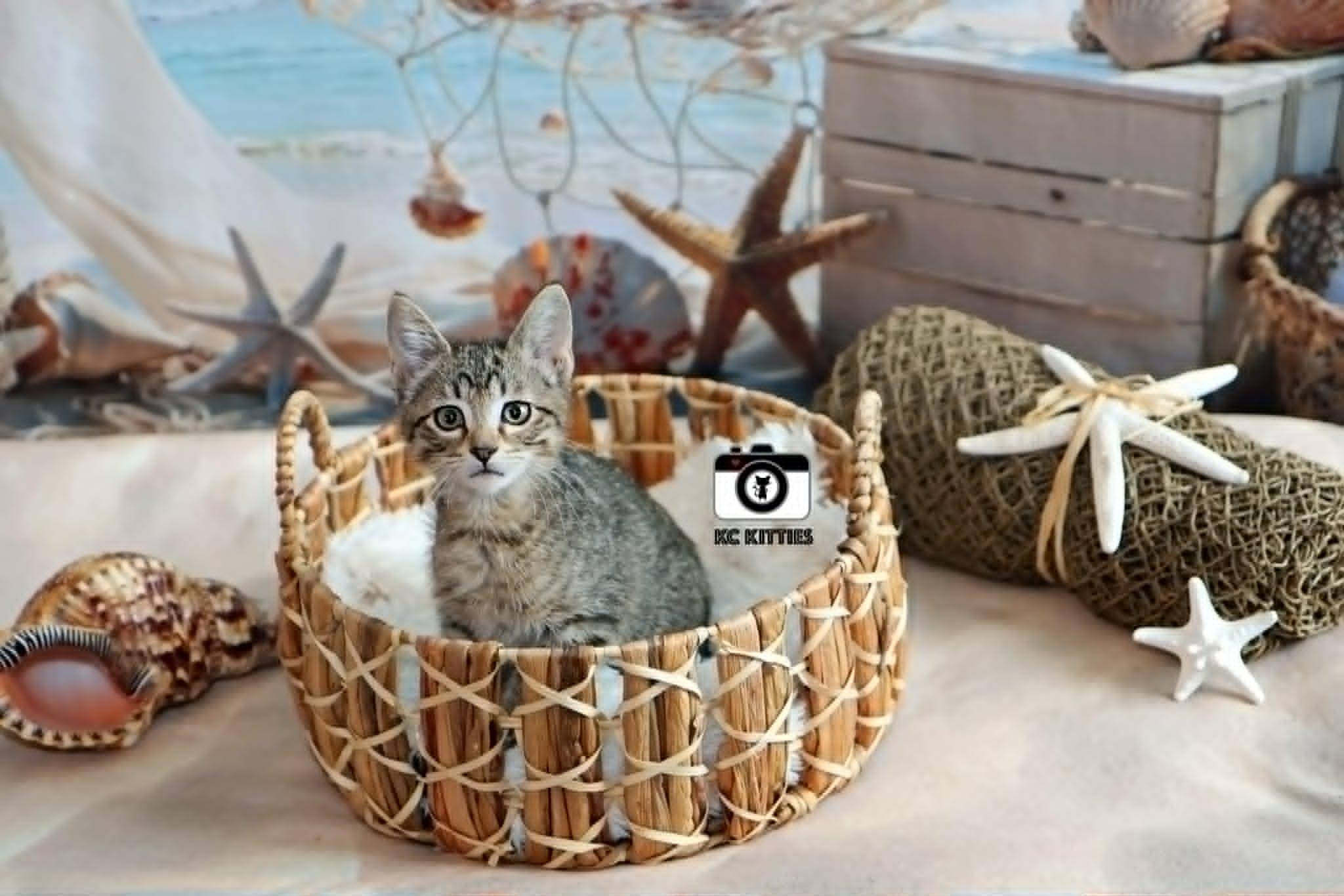 Enlarge Titan, a ADOPTABLE Domestic Short Hair in Overland Park, KS image 2/6