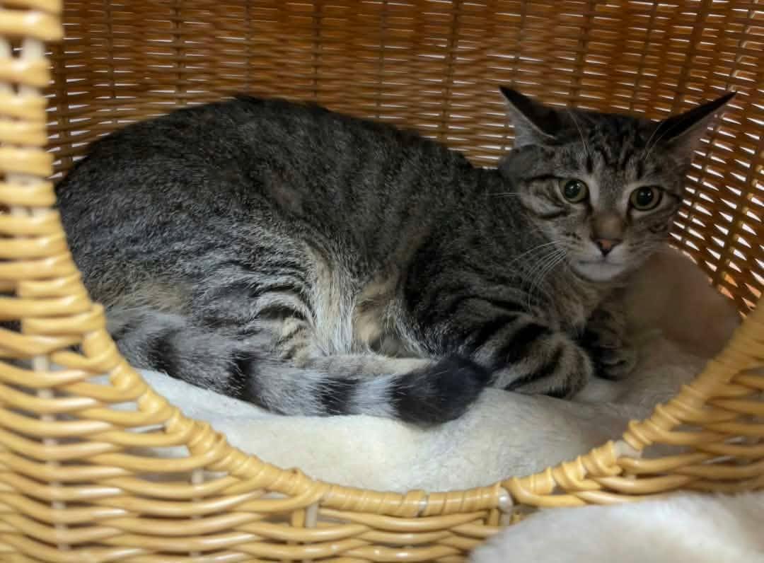 Titan, Adoptable, Kitten Male Domestic Short Hair.