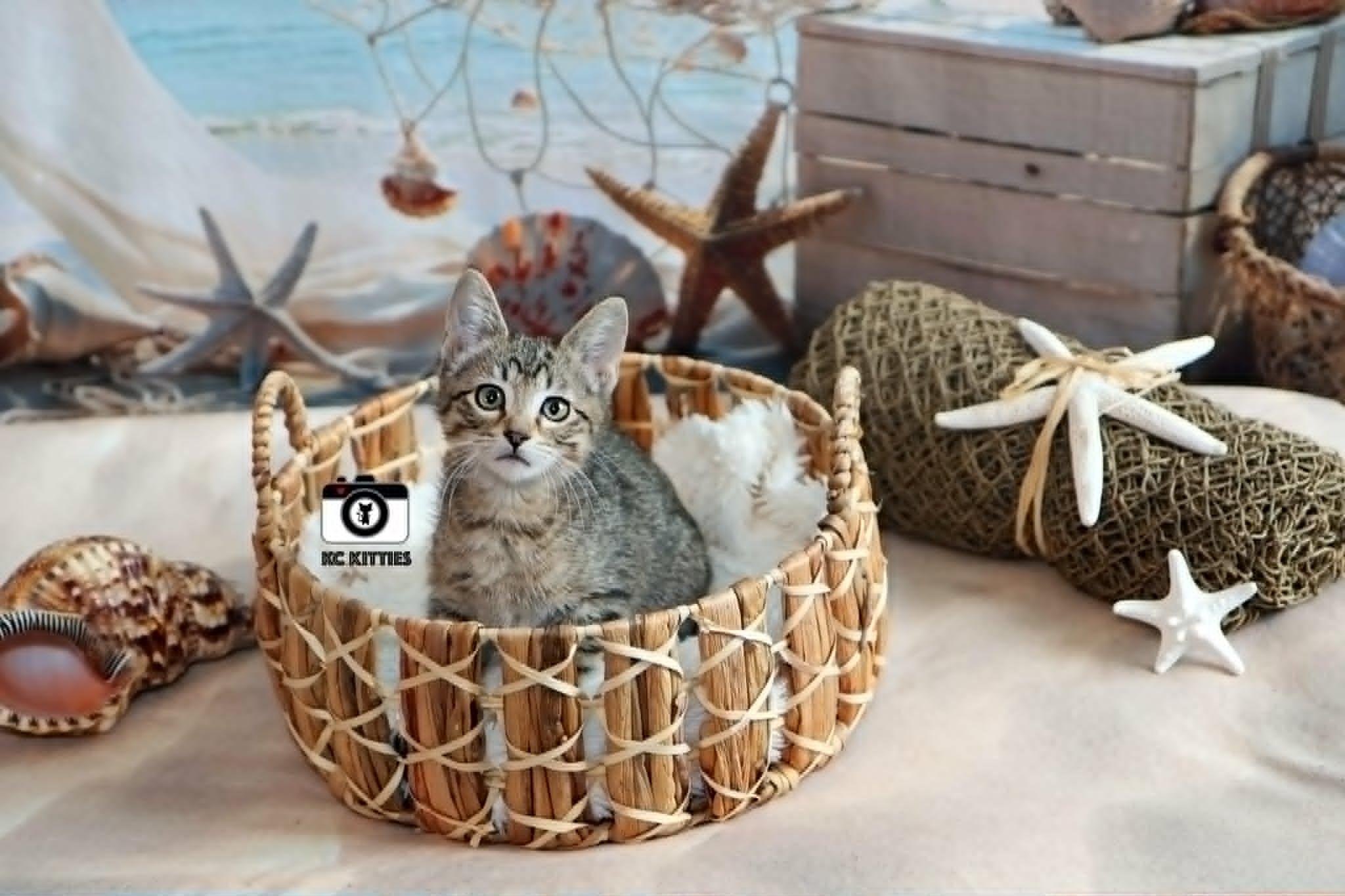 Enlarge Titan, a ADOPTABLE Domestic Short Hair in Overland Park, KS image 1/6