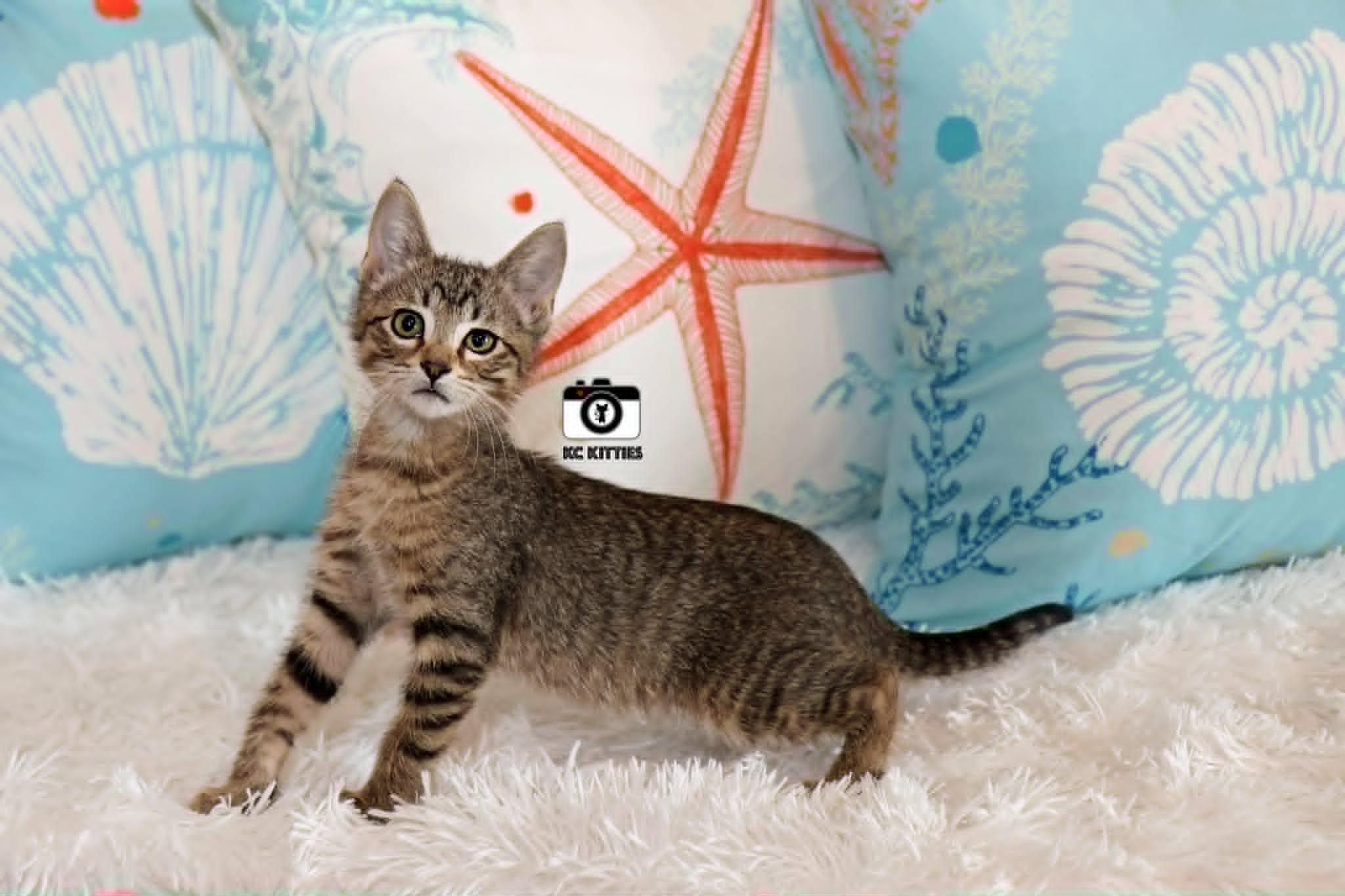 Enlarge Titan, a ADOPTABLE Domestic Short Hair in Overland Park, KS image 4/6