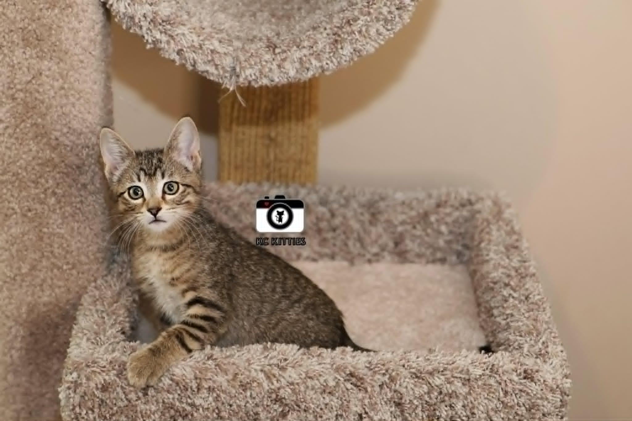 Enlarge Titan, a ADOPTABLE Domestic Short Hair in Overland Park, KS image 5/6