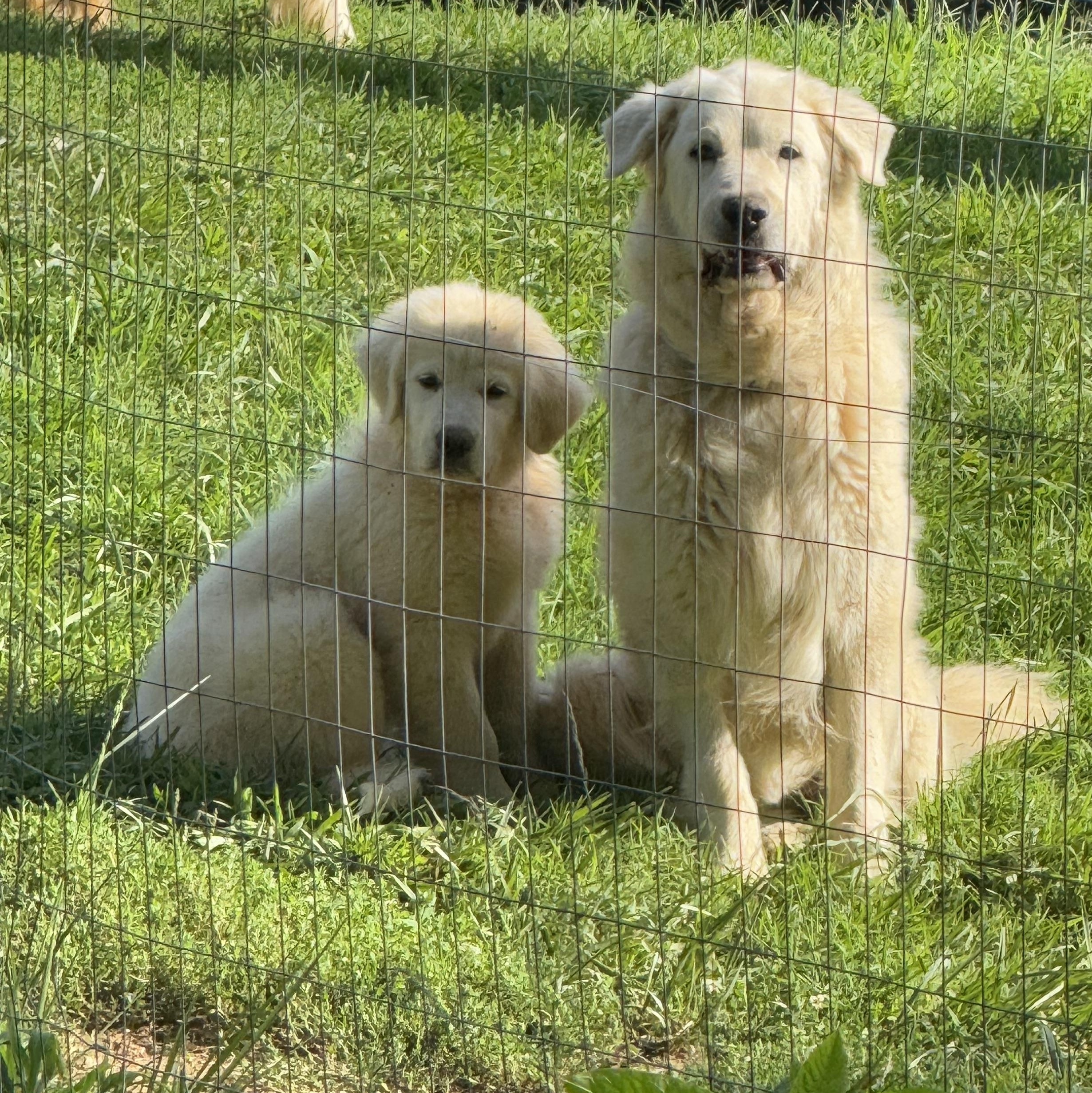 Enlarge Everest, a Adopted Great Pyrenees in Copper Hill, VA image 1/5