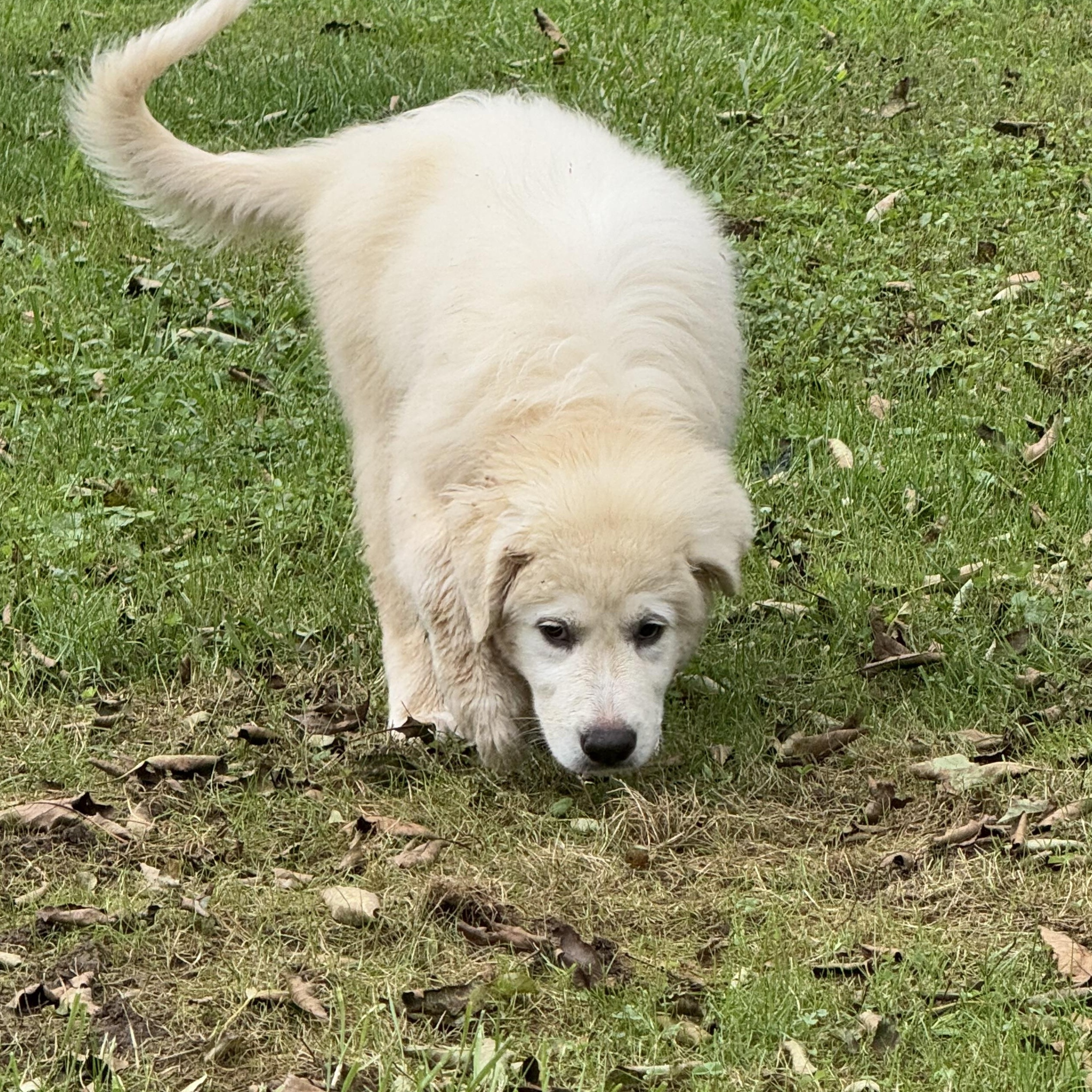 Enlarge Everest, a Adopted Great Pyrenees in Copper Hill, VA image 2/5