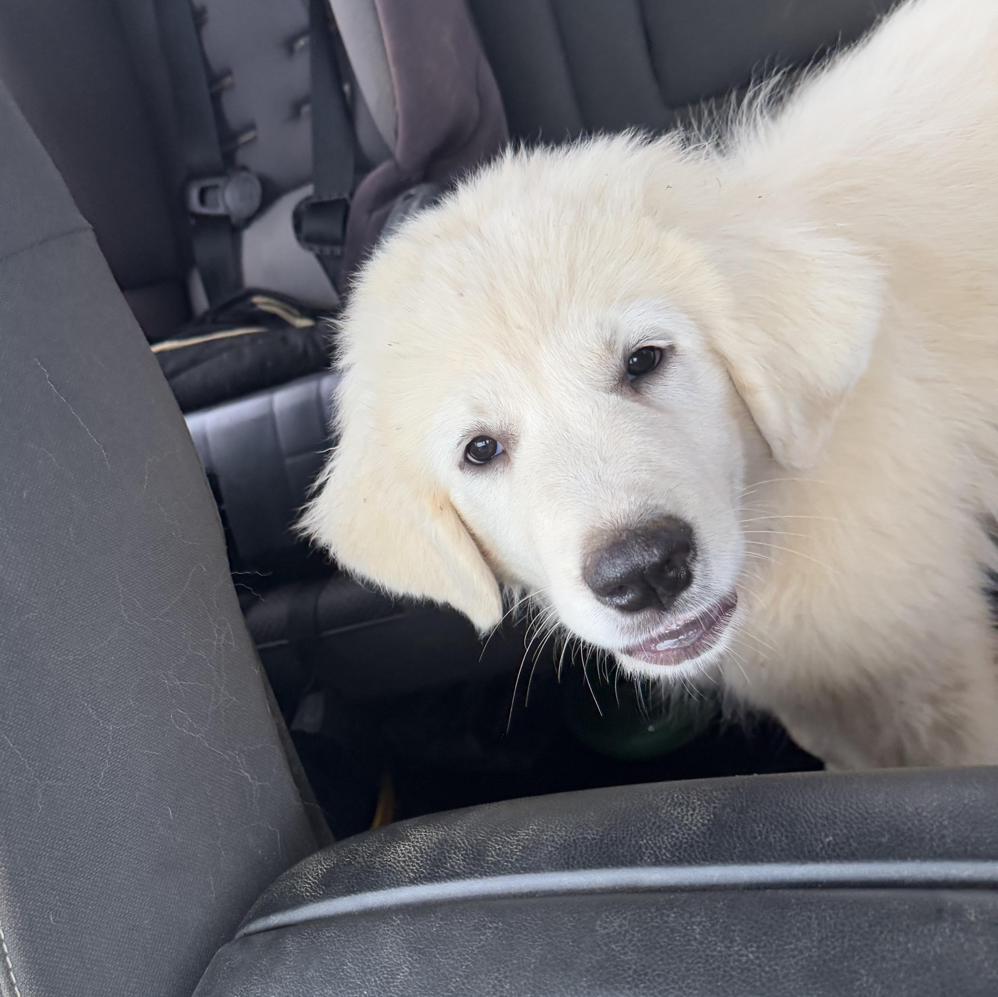 Enlarge Everest, a Adopted Great Pyrenees in Copper Hill, VA image 3/5