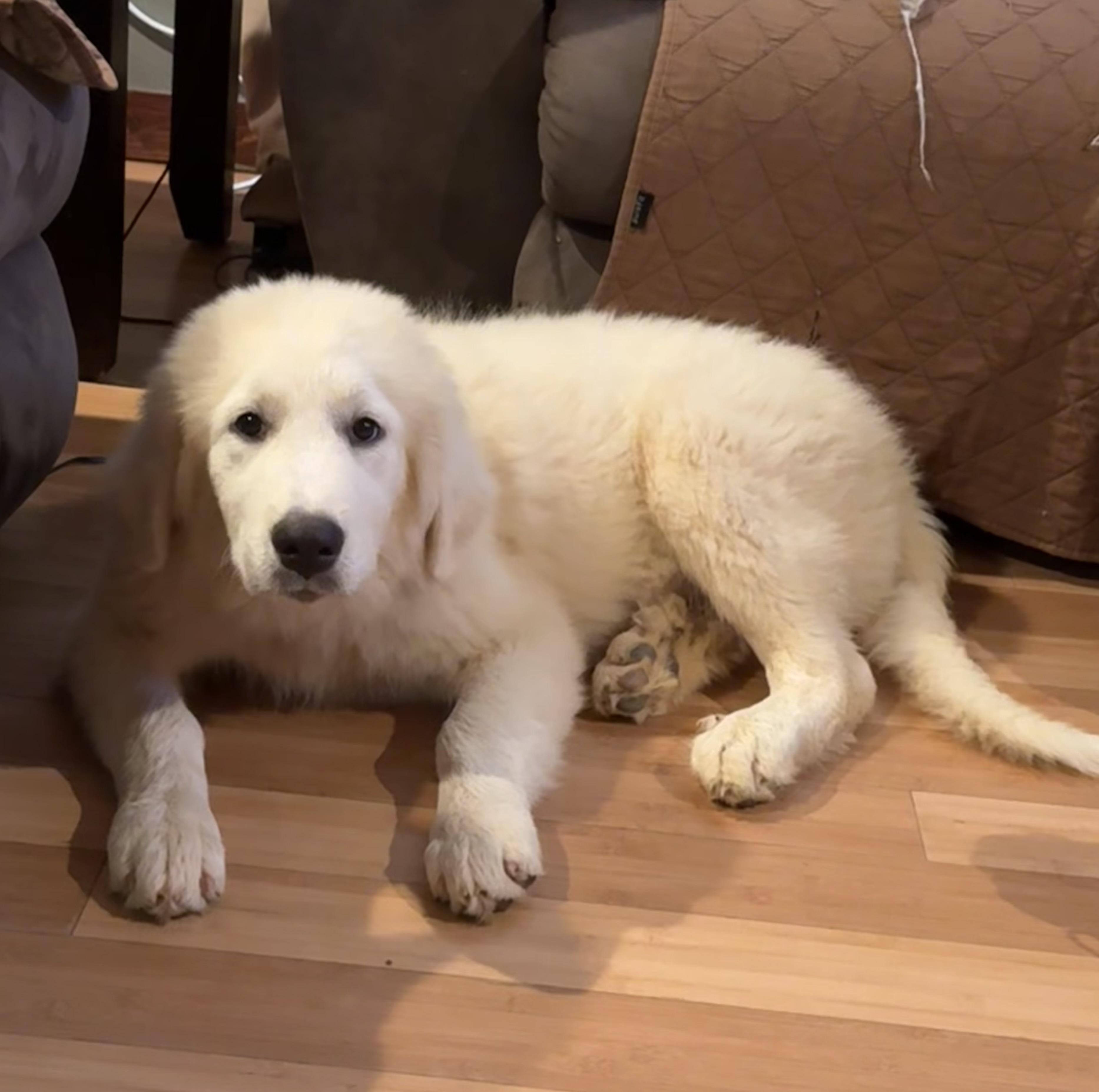 Enlarge Everest, a Adopted Great Pyrenees in Copper Hill, VA image 4/5