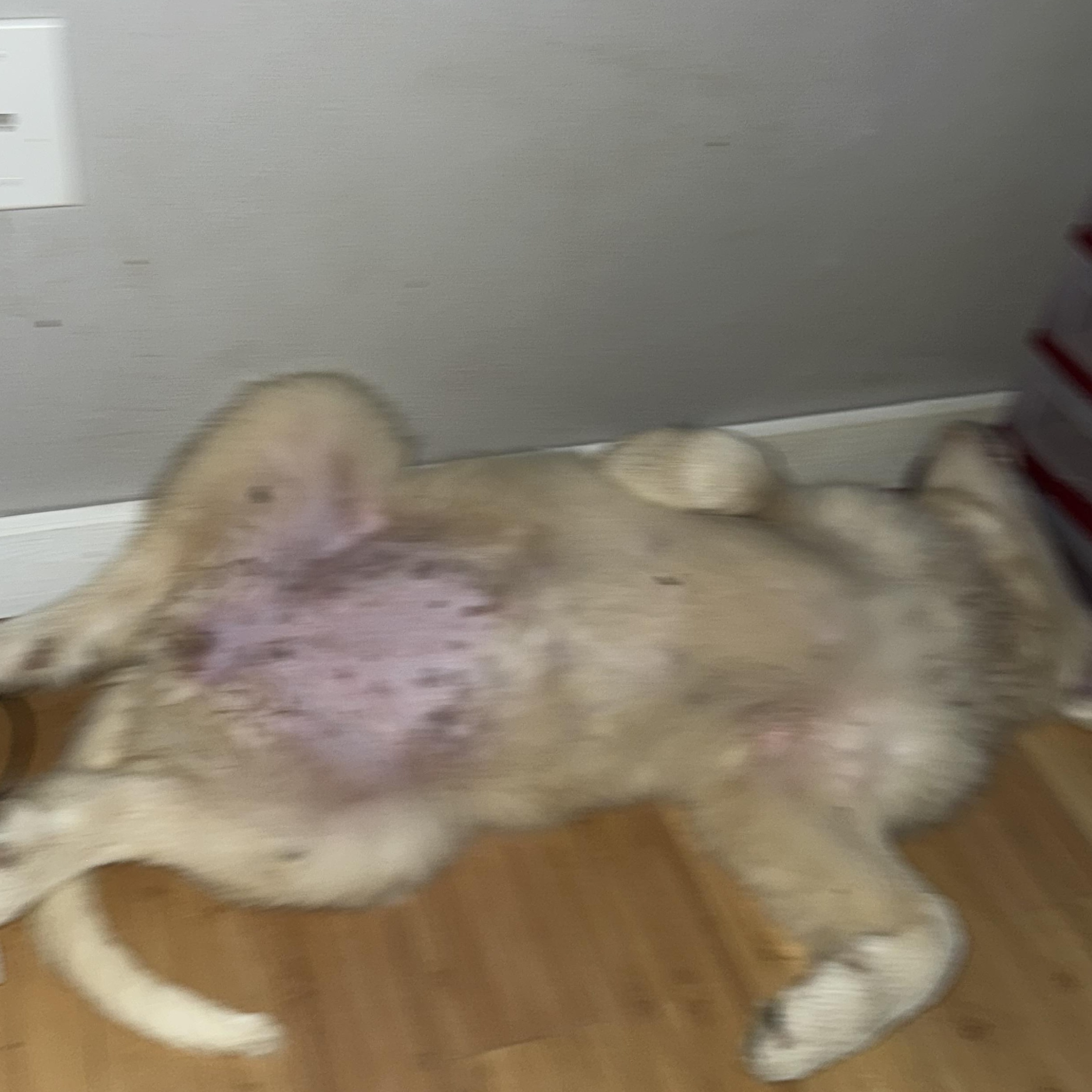 Enlarge Everest, a Adopted Great Pyrenees in Copper Hill, VA image 5/5