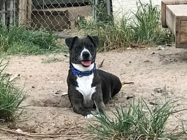 Hobo the college grad, Adoptable, Adult Male American Staffordshire Terrier.