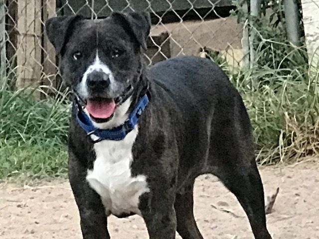 Enlarge Hobo the college grad, a Adoptable American Staffordshire Terrier in Austin, TX image 3/3