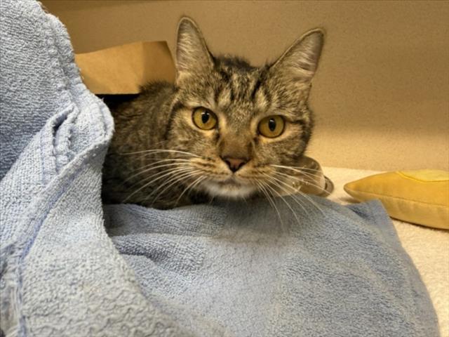 MOLLI, Adoptable, Adult Female Domestic Short Hair.