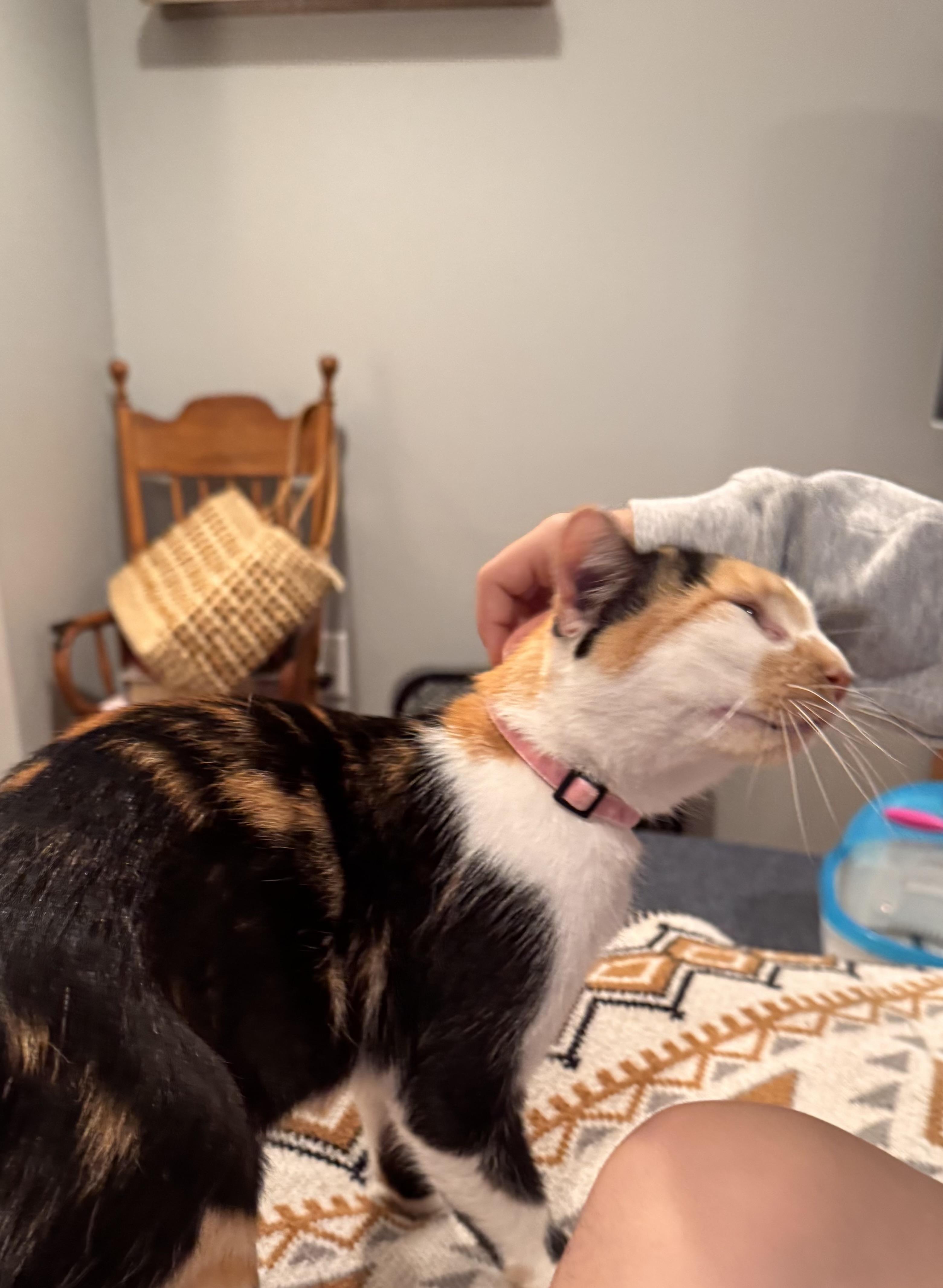 Enlarge Meredith, a Adoptable Calico in Mineral Point, WI image 4/5