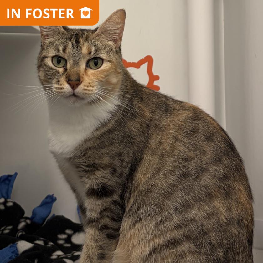 Enlarge Odelina, a Adoptable Domestic Short Hair in Los Angeles, CA image 1/2