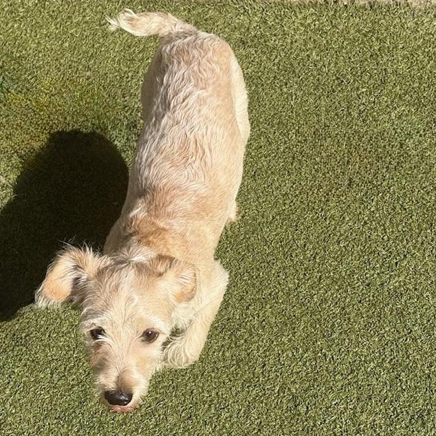 Charlie, a Adopted mixed breed in wytheville, VA image 3/6