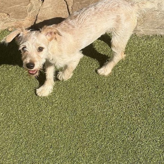 Charlie, a Adopted mixed breed in wytheville, VA image 5/6