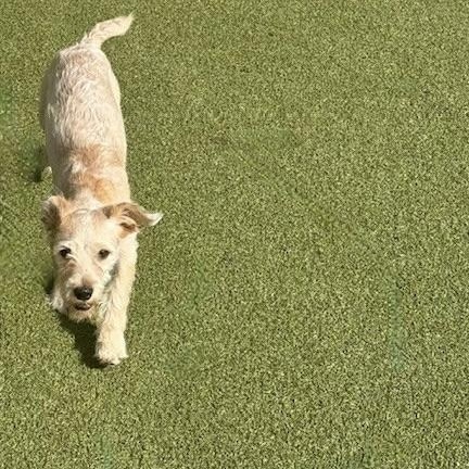 Charlie, a Adopted mixed breed in wytheville, VA image 6/6