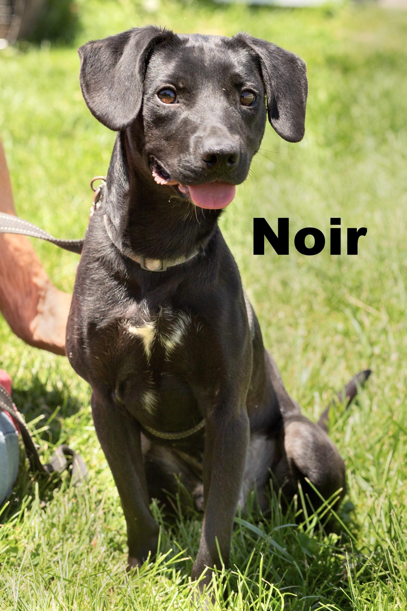 Noir, ADOPTABLE, Young Male Mixed Breed.