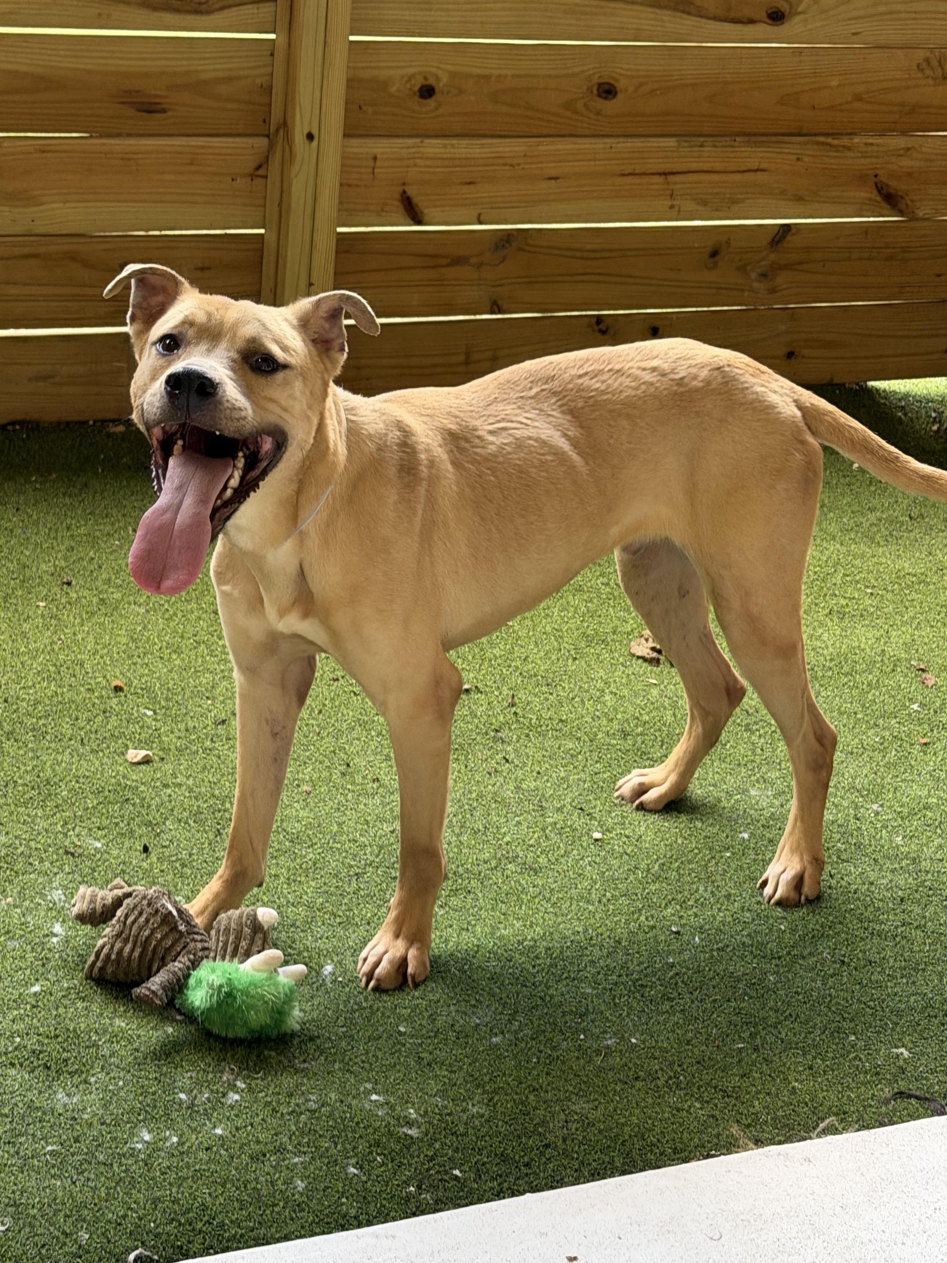 Enlarge Rocky, a Adoptable mixed breed in fennville, MI image 4/4