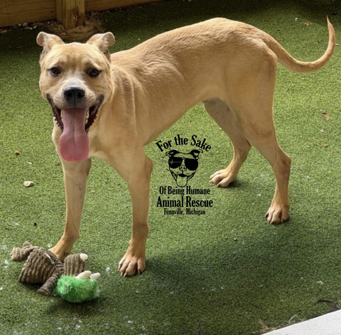 Enlarge Rocky, a Adoptable mixed breed in fennville, MI image 2/4
