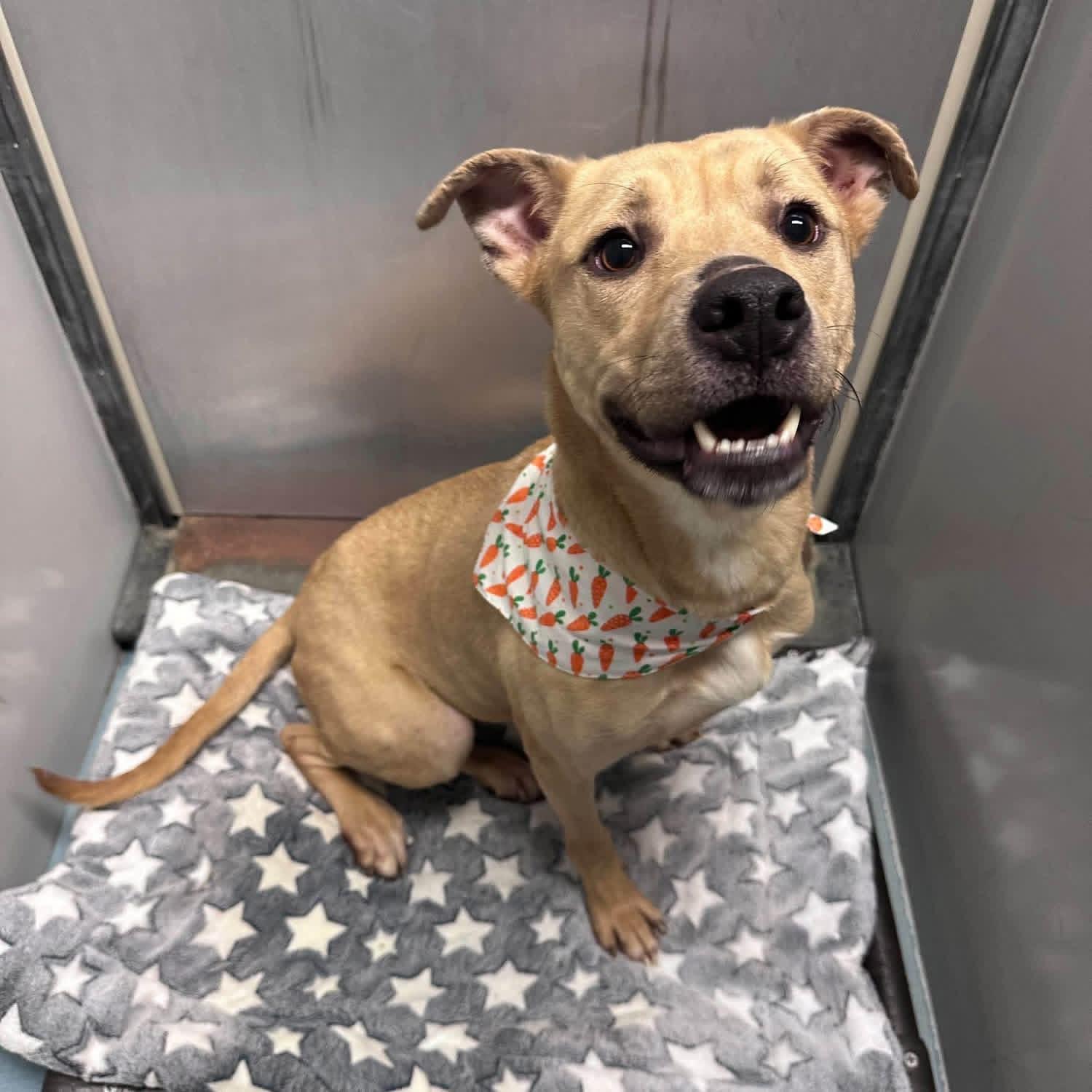 Rocky, Adoptable, Adult Male Great Dane & Pit Bull Terrier.