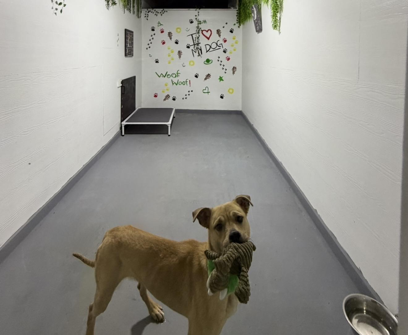 Enlarge Rocky, a Adoptable mixed breed in fennville, MI image 3/4
