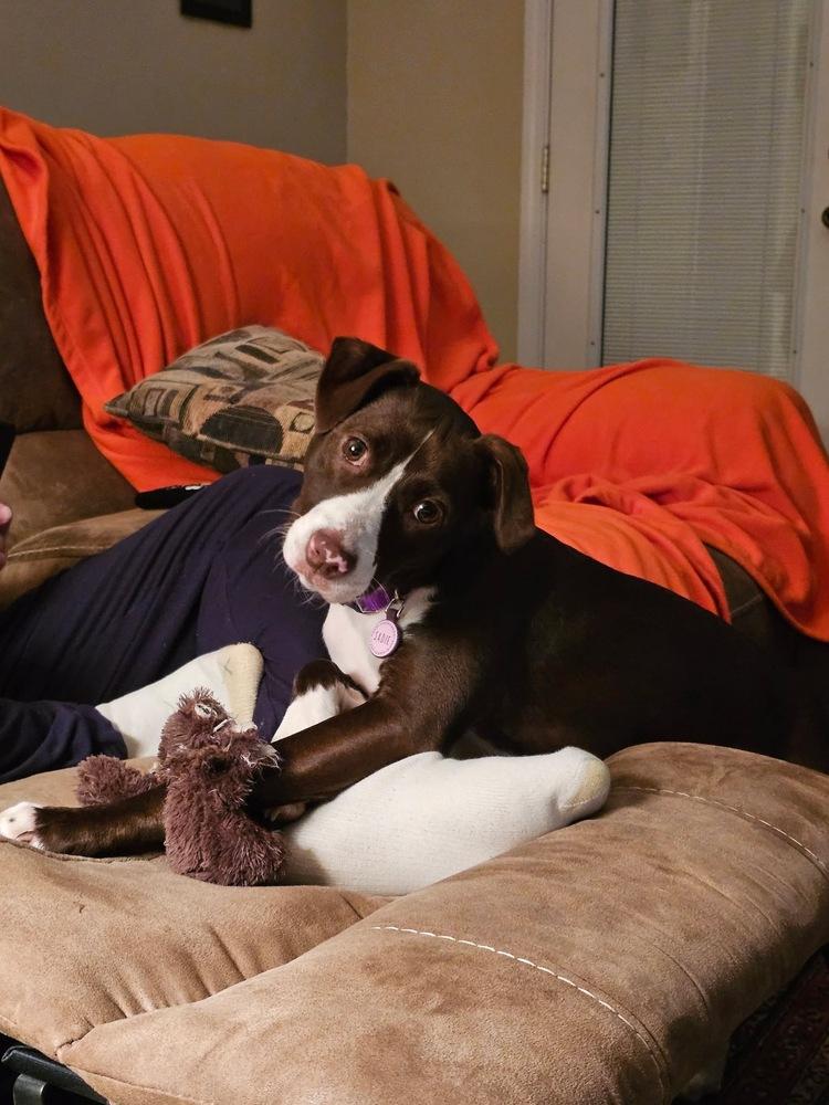 Enlarge Sadie, a Adoptable mixed breed in Jackson, GA image 1/6