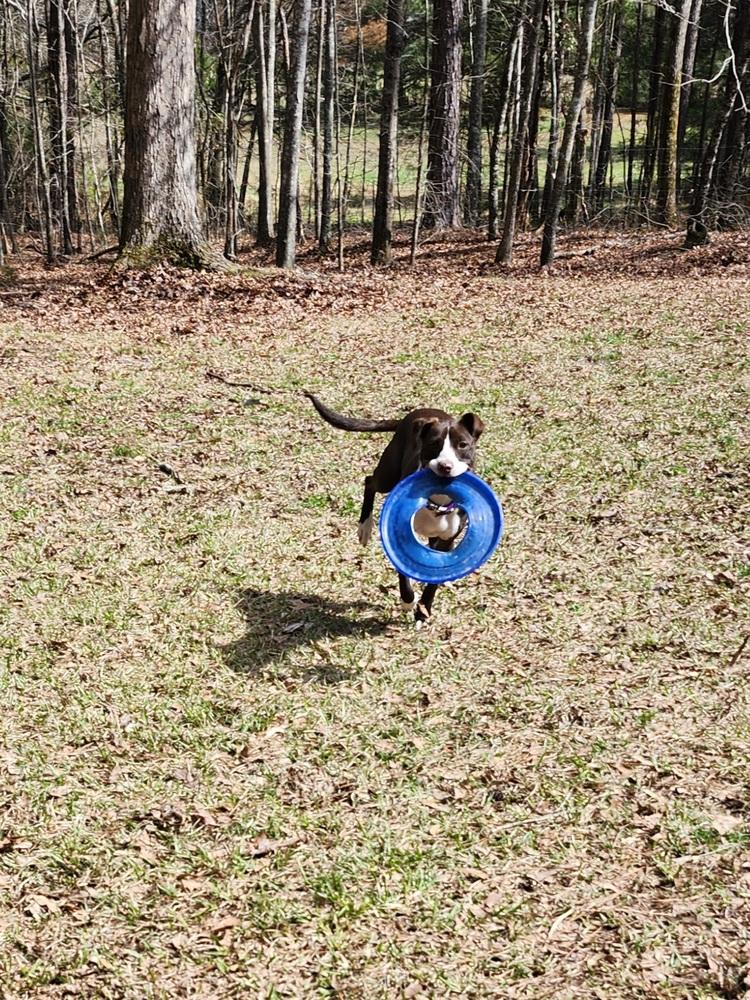 Enlarge Sadie, a Adoptable mixed breed in Jackson, GA image 2/6