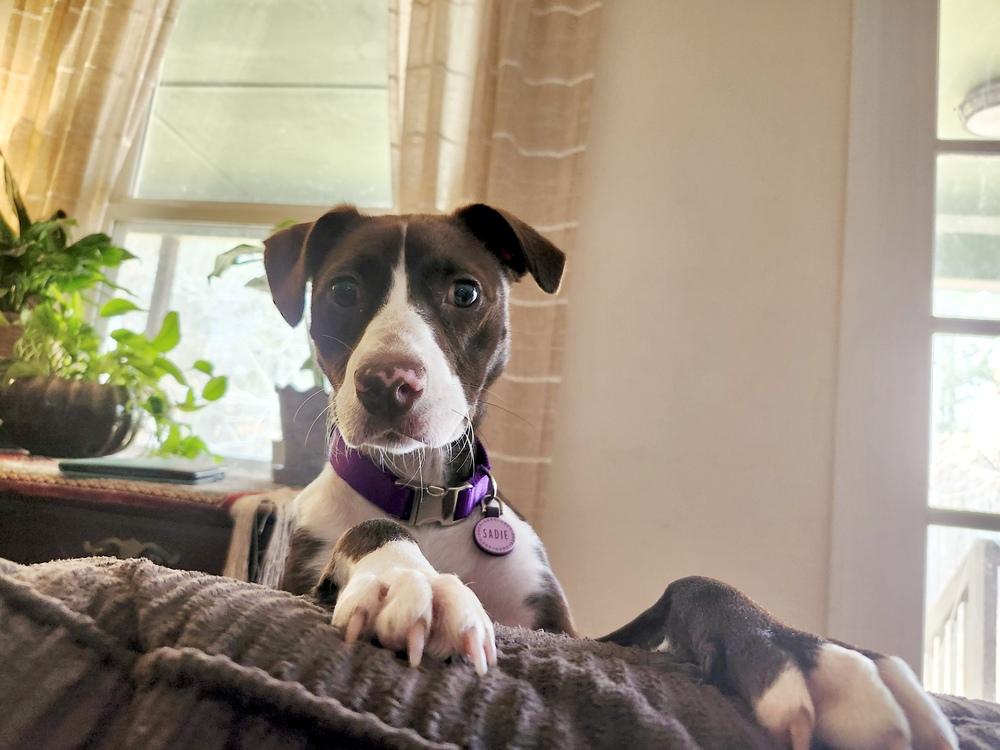 Enlarge Sadie, a Adoptable mixed breed in Jackson, GA image 2/6