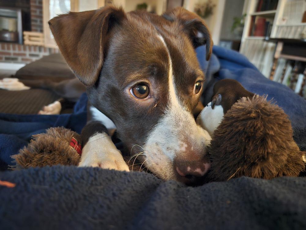 Enlarge Sadie, a Adoptable mixed breed in Jackson, GA image 3/6