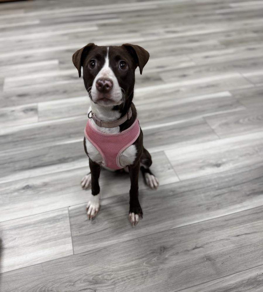 Enlarge Sadie, a Adoptable mixed breed in Jackson, GA image 6/6