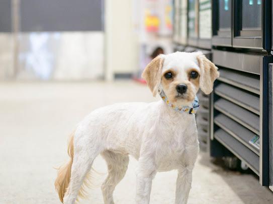 Annie, an adopted Cavapoo in Farmington, MN image 2/4
