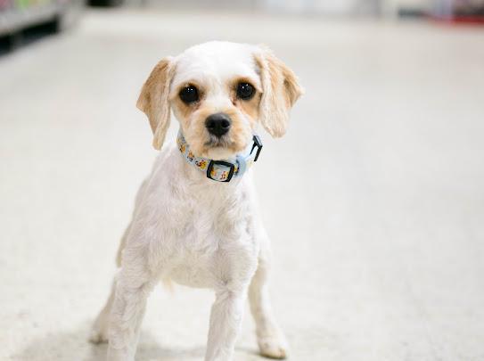 Annie, an adopted Cavapoo in Farmington, MN image 3/4