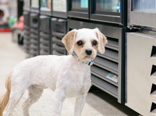 Annie, an adopted Cavapoo in Farmington, MN image 4/4