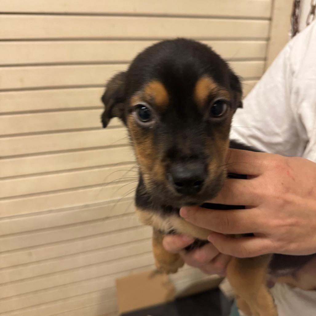 Enlarge Rottie ( diesel), a Adoptable Mixed Breed in Beckley, WV image 1/2