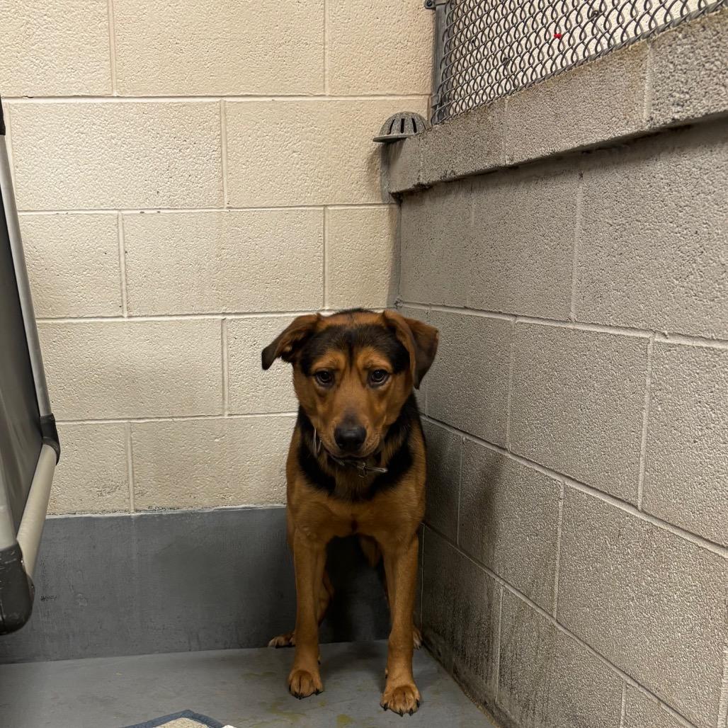 Enlarge Rottie ( diesel), a Adoptable Mixed Breed in Beckley, WV image 2/2