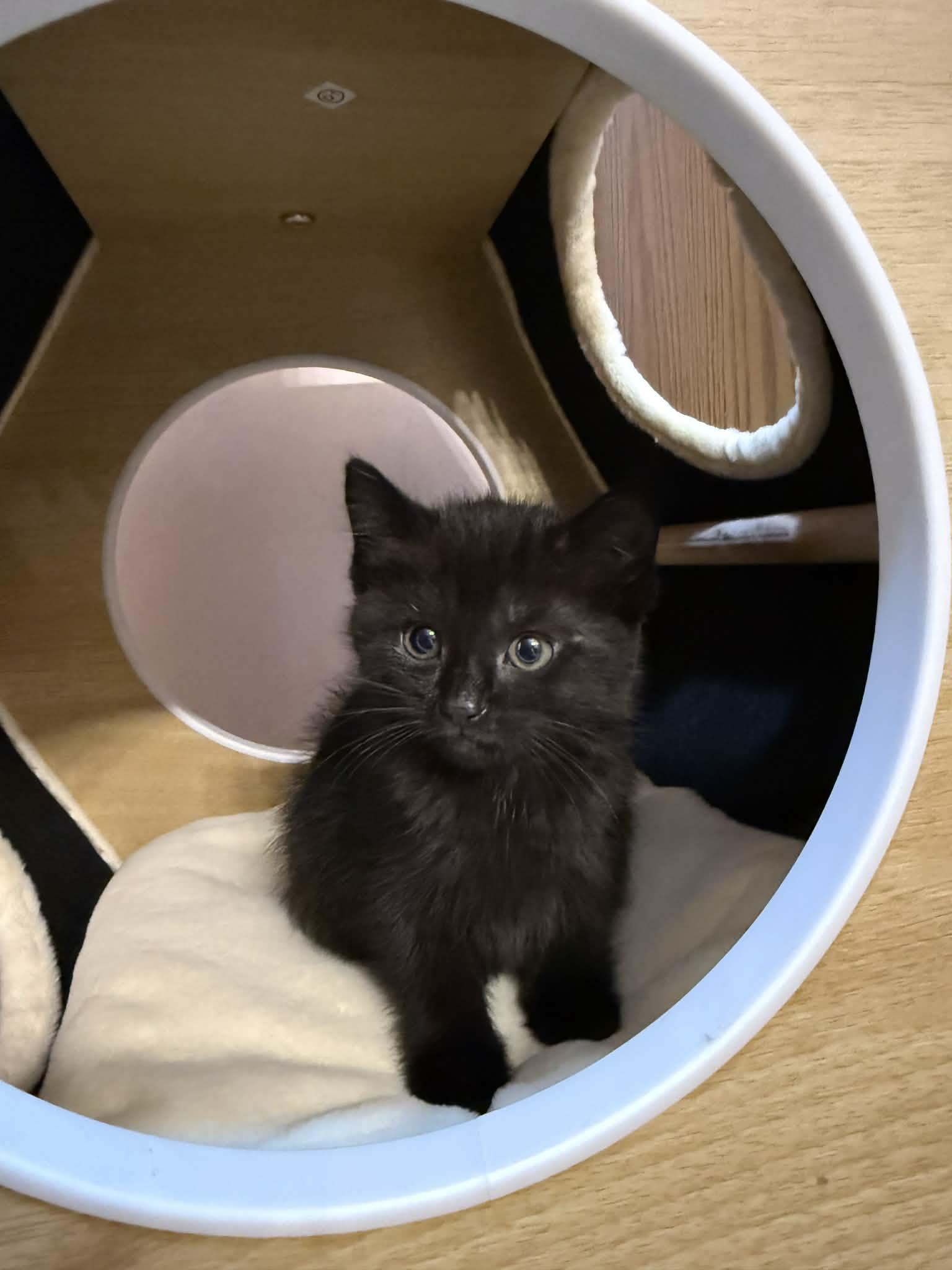 Enlarge Fi, a ADOPTABLE Domestic Short Hair in Fulton, NY image 3/6