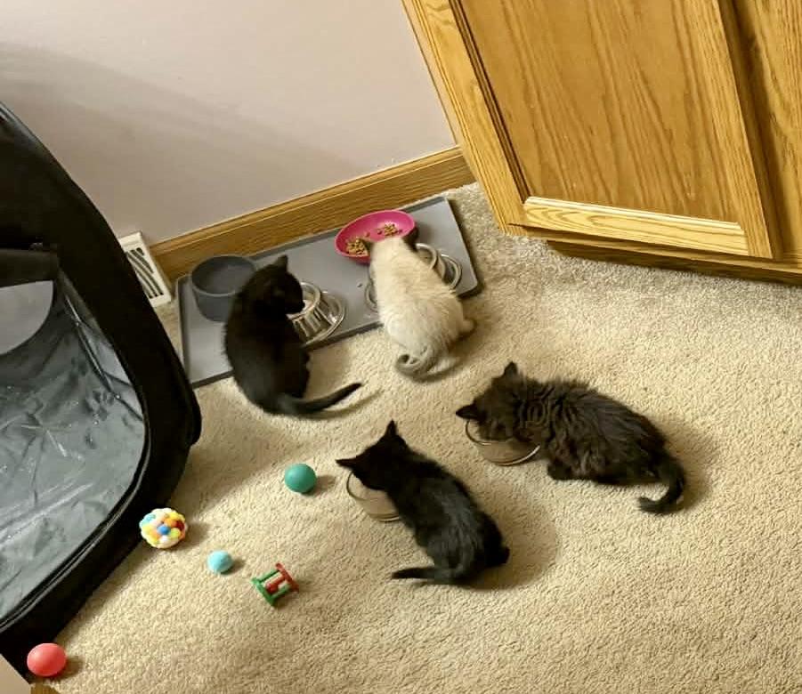 Enlarge Fi, a ADOPTABLE Domestic Short Hair in Fulton, NY image 5/6