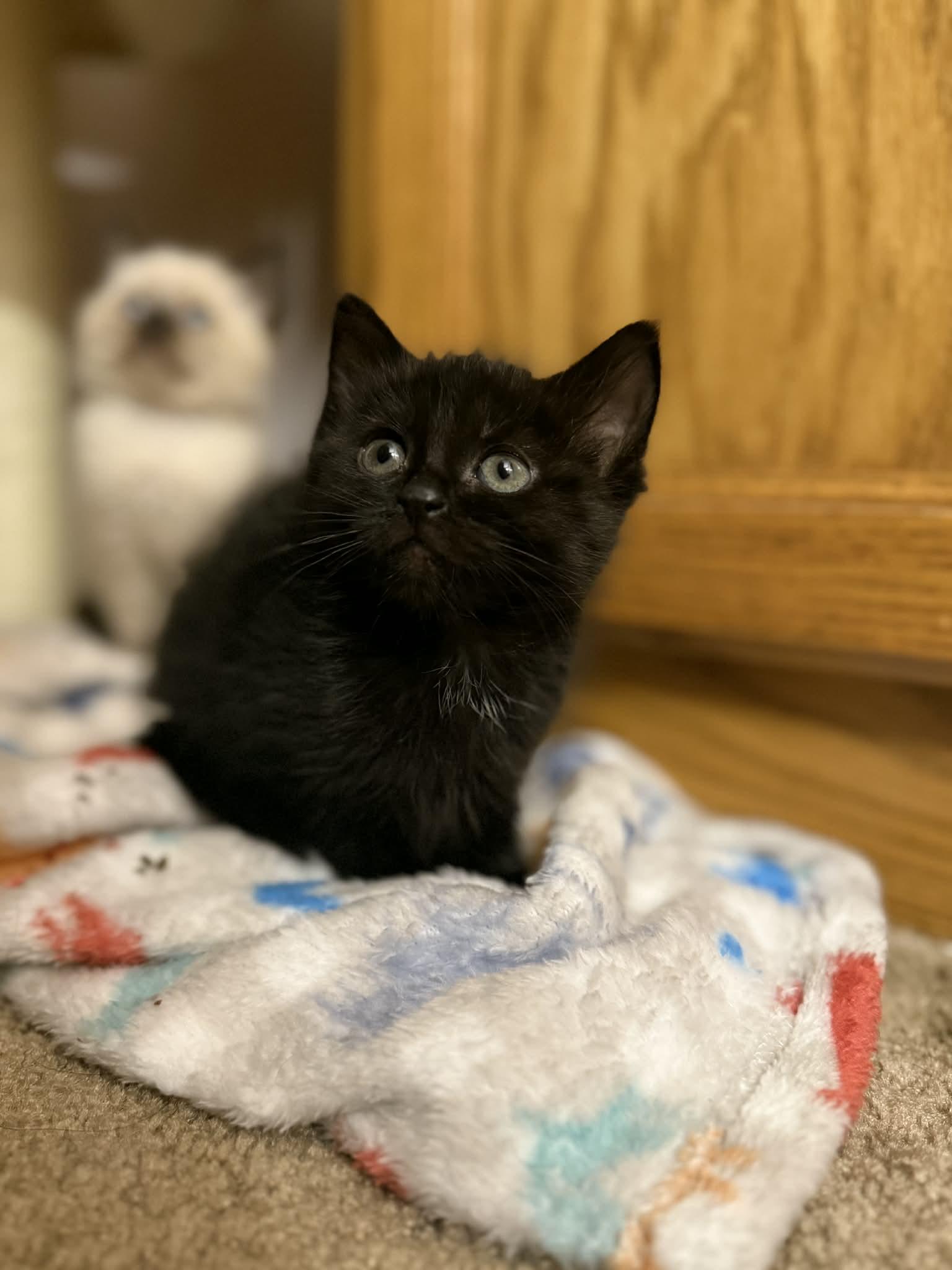 Enlarge Fi, a ADOPTABLE Domestic Short Hair in Fulton, NY image 4/6