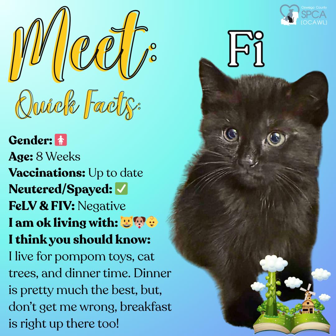 Enlarge Fi, a ADOPTABLE Domestic Short Hair in Fulton, NY image 1/6