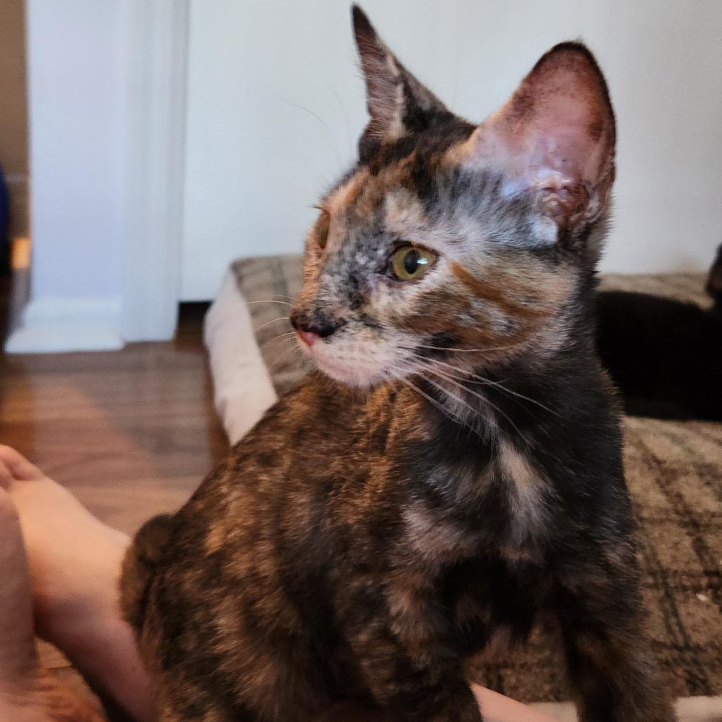 Enlarge Gelato, a Adoptable Domestic Short Hair in Mount Laurel, NJ image 1/6