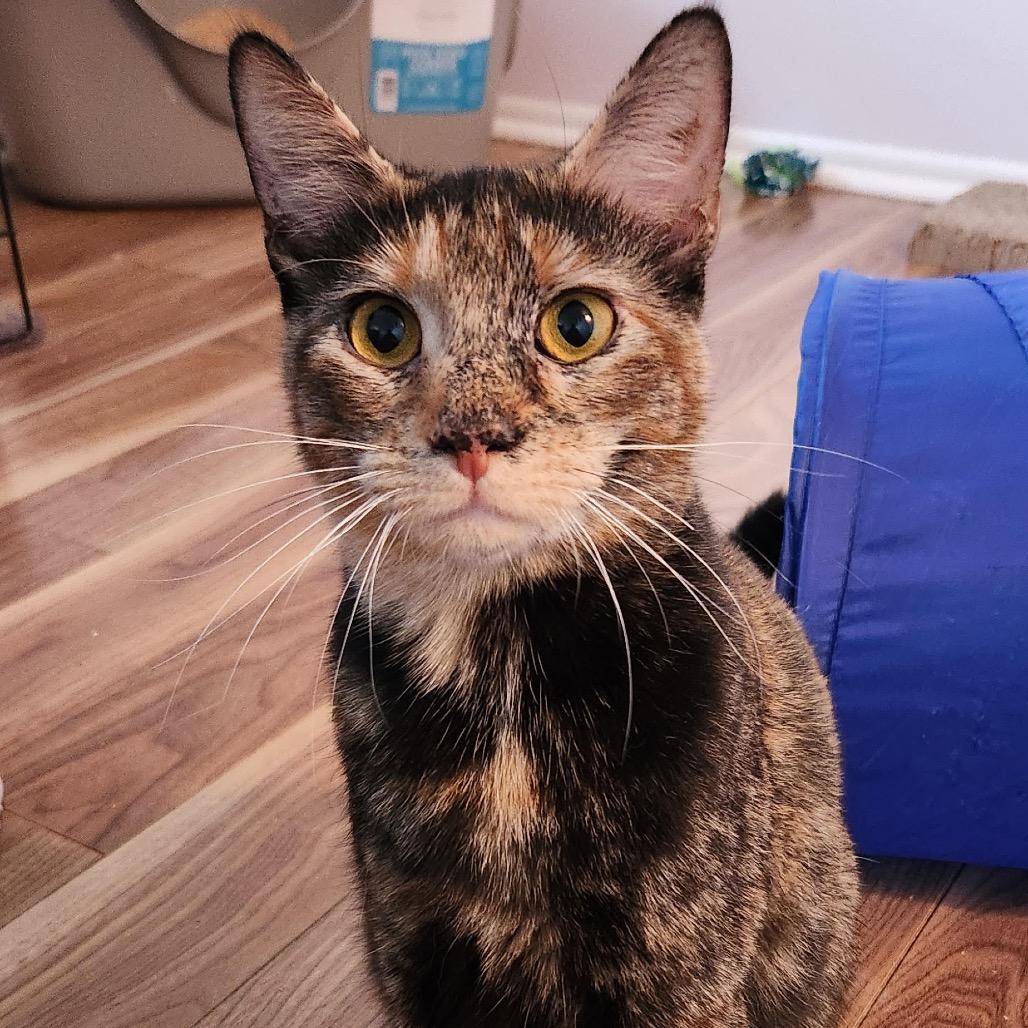 Enlarge Gelato, a Adoptable Domestic Short Hair in Mount Laurel, NJ image 2/6