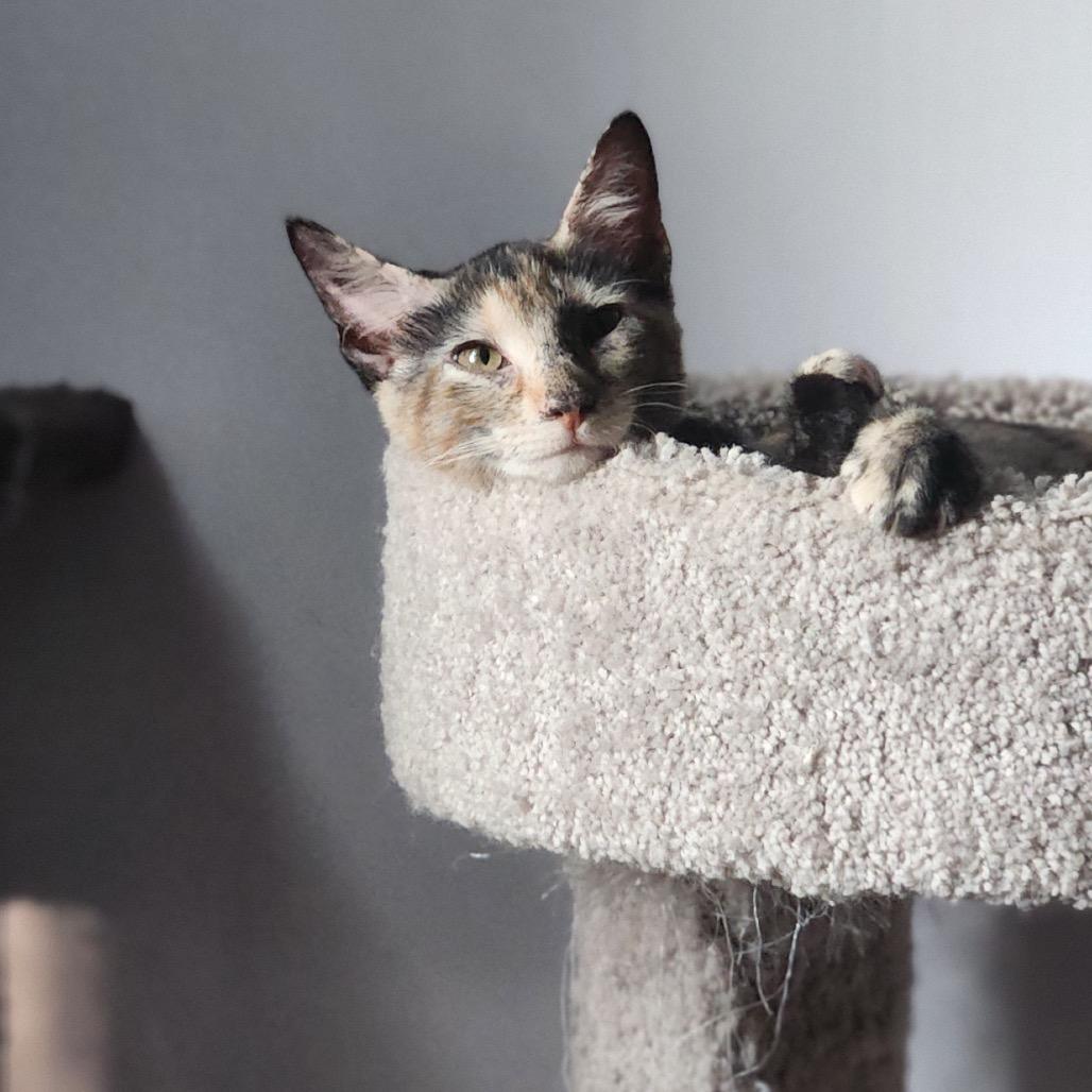 Enlarge Gelato, a Adoptable Domestic Short Hair in Mount Laurel, NJ image 3/6